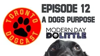 A Dogs Purpose & Your Dogs Personality - The Toronto Dogcast