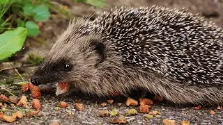 Cri du Hérisson