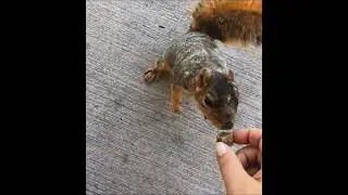 Patches the Squirrel | Wildlife Rehabilitation | dermatophytosis