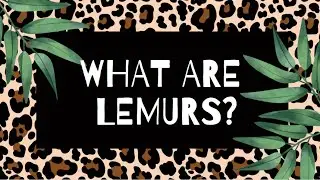Global Science Show - What Are Lemurs?