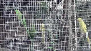 Проверяю гнезда ожереловых попугаев