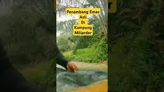 Proses tambang emas Miliarder #tambangemaspapua #tambangindo #tambangkaltim #tambangbatubarakalsel