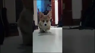 щенок корги | jokeswithanimals_ | Тик Ток 
