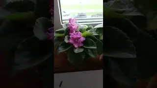#постигни цветочный дзен