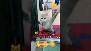 - Барсик, 