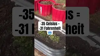 WINTERIZE YOUR GARLIC! #fallgardening #garlic #zone3