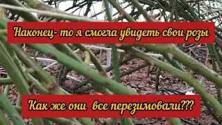 Розовый сезон начался.....поехали!!! Первая важная обработка.