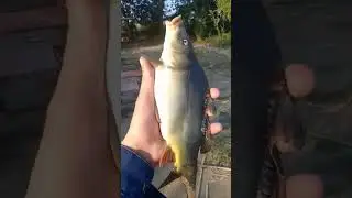 Карп Голый, Кожаный Красавчик. радует Рыбаков. Кубань, Карп, Сазан, Амур,