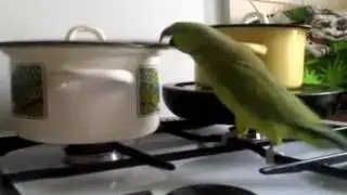 Popugay