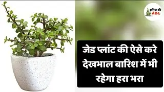 जेड की ऐसे करे देखभाल, बारिश में भी रहेगा हरा भरा | Jade plant indoor and outdoor care tips #jade