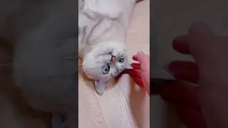 Для чего нужен кот.