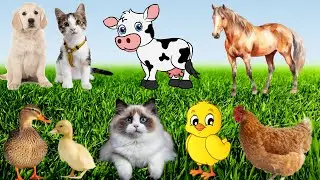 Baby farm animal moments: duck, chicken, cat, cow, dog, horse