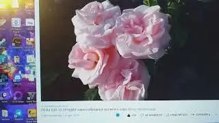 РОЗЫ ответы  на вопросы 