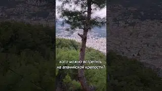 Кого можно встретить на аланийской крепости? 