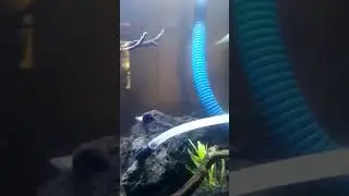 aquarium pemula
