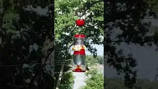 Humming Birds 🐦#hummingbird #nature #outdoors #wildlife