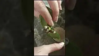 Реанимируем с дочкой орхидеи. Дубль два 😁 #орхи #орхидея #дома