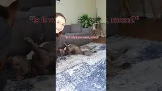 Teaching my Frenchie the roll over trick!