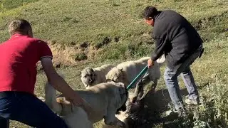 SÜRÜYE 2 KEZ KURT SALDIRDI ! CANLI CANLI GÖRÜNTÜLEDİM ! KÖPEKLER ORMANA GİTTİ