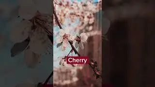 Top blooming spring flowers