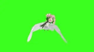 White Dove with Pink Rose Bouquet Green Screen 