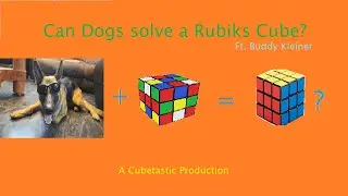 Can Dogs solve a Rubik's Cube? Ft. Buddy Kleiner