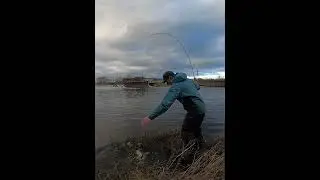 Quick pike on a curly tail lure #fishing #pike #pikefishing #shorts #riverpiker