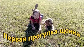 Щенок впервые на прогулке Первый выгул щенка