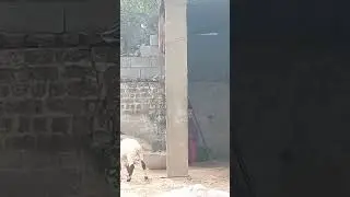 बच्चो की मस्ती