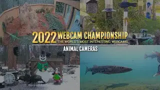 EarthCam Live - 2022 Webcam Championship - Animal Cams