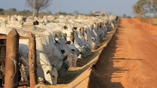 FAZENDA UBERABA