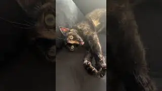 Мурка из Анталии
