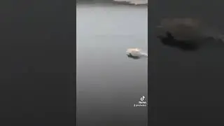 CAT IS NINJA