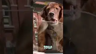 Отец мальчика вернулся в другом виде😱 #фильм #интересноекино