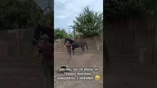 Обучаем контуженную лошадь ходить змейку