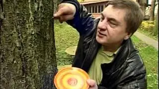 Сосновая смола