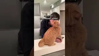 Как отучить кошку убегать в подъезд? 