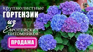 Крупнолистные гортензии из европейских питомников