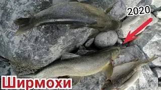 МОХИГИРИ ДАР ДАРЁИ ПАНЧ (БАДАХШОН-2020)