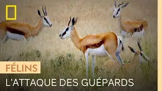 Deux guépards apprennent à chasser en équipe