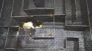Условные рефлексы