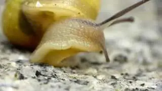 Amazing Macro Footage HD