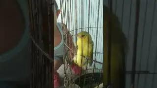 Bocil Nemu Anak Burung Sirtu