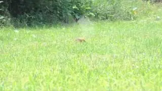 Slow Motion Impact From "Sam Yang Takes Woodchuck #5"
