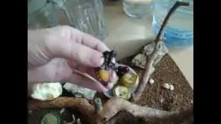 Мадагаскарский шипящий таракан.avi