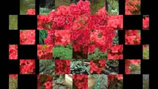 Азалия-Энциклопедия  растений