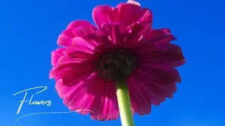 Simple Flowers Phone Photography