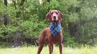 Jersey the Vizsla - Summer 2020