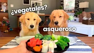 Perro hace una reseña de comida con su novia | Prueba de sabor de Tucker 12