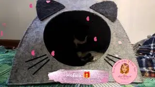 🐱 А у спинальника Тедди 💓 новая собственность 🔥